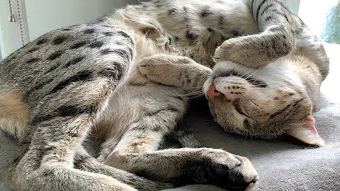 Watch the video about Gentle Giant Cat Sleeping, Twitching, And Purring Loud! Cuteness Overload! #cute #cat #video