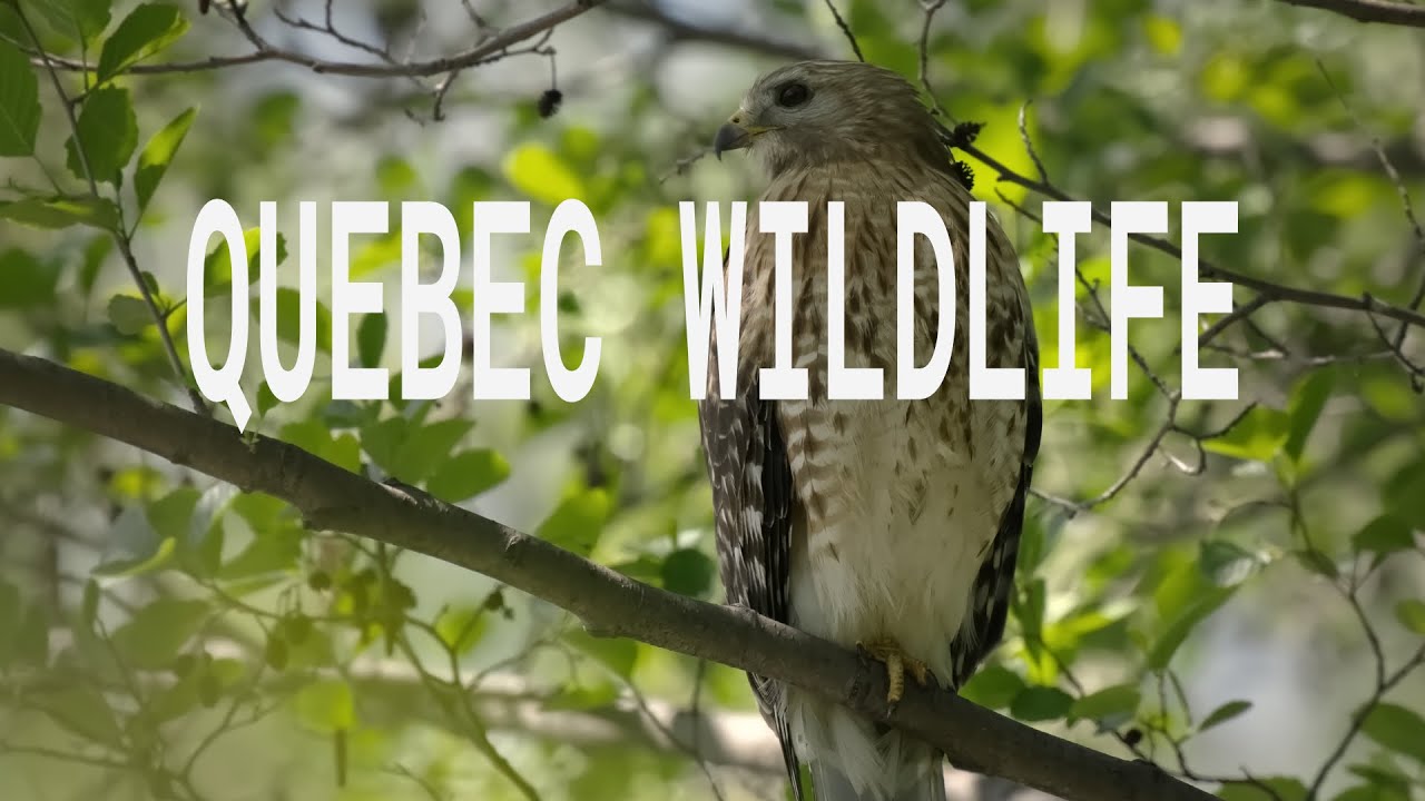 Quebec Wildlife - MUUUH Broadcast :: 2025-12-19