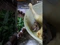 Gỏi gà quê Dy @ #amthuc #bo #bophovevuon #dulich #goinhoquehuong #lamvuon #sốngchậm