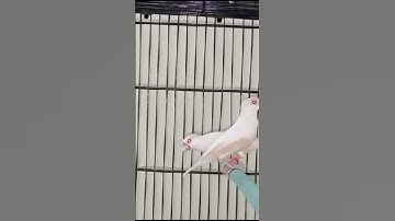 pastel fawn java breeder pair