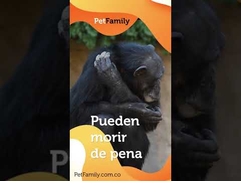 ? Datos curiosos sobre los chimpancés