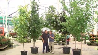Trees LOVE being planted in the fall! ◂ WEWS NewsChannel5 is On Your Side with breaking news & weather updates -- 