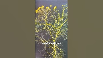 Slime Mold Secrets | Did it Design Tokyo