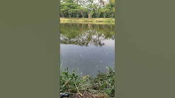 waktunya mancing liar di pik cari yg semox semox🤣 #shorts