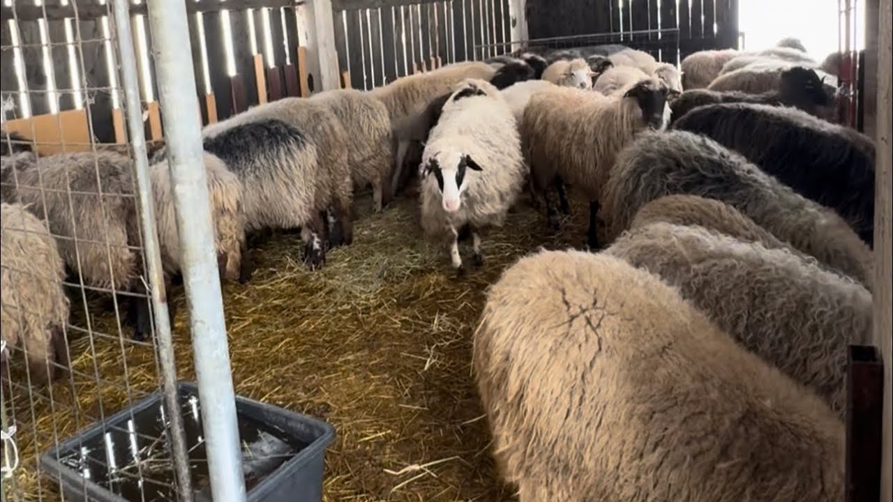 Jedan sasvim običan dan na Farmi Meša