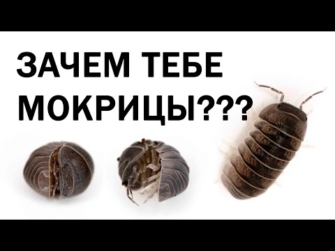 МОКРИЦЫ [В чём прикол?]