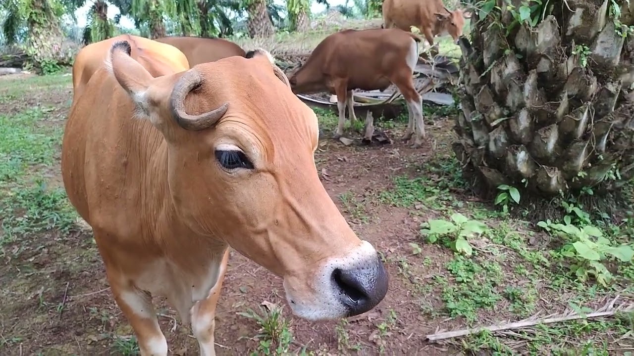 Tips berternak sapi dikebun sawit 