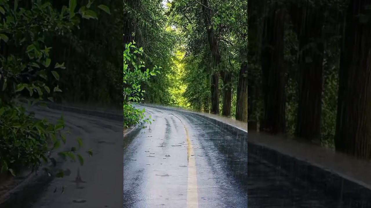 Rainforest || Rain status || rain shorts 