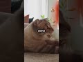 Katzen sind nachtaktiv 🌙