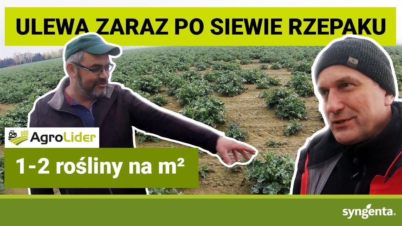 RZEPAK do uratowania czy do zaorania? | Bógwidze | woj. wielkopolskie | Agrolider