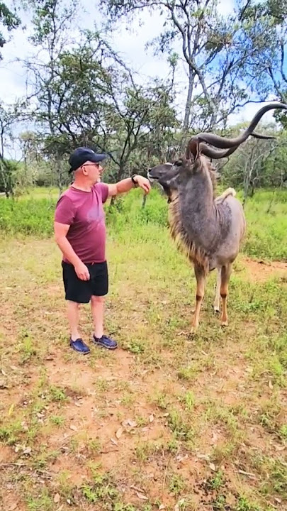 Saying goodbye to a Kudu!  #africa #animals#travel #africananimals #kudu #fairytales #wildlife #wow