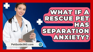 What If A Rescue Pet Has Separation Anxiety? - PetGuide360.com