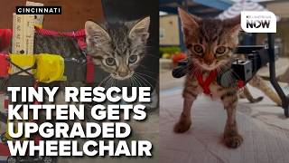 Tiny rescue kitten in Cincinnati gets upgraded wheelchair as internet fame grows