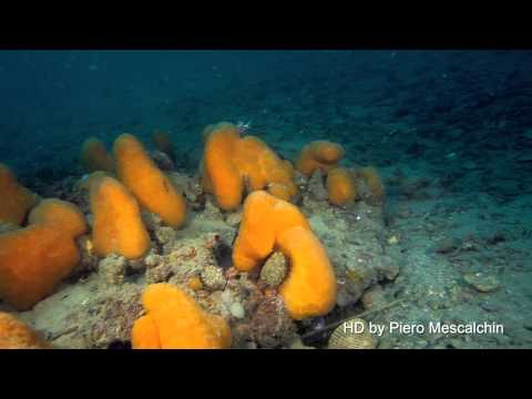 Vídeo: Cambios Bioquímicos Y Residuos De Drogas En Ascidias Halocynthia Roretzi Después Del Régimen De Tratamiento Con Formalina-peróxido De Hidrógeno Diseñado Contra El Síndrome De Túnic