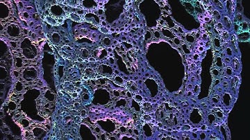 Torroid Fractal Animation (Mandelbulb 3D) V18704