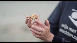 Wadtodo Teaser Eilandverhalen Van De Wadden