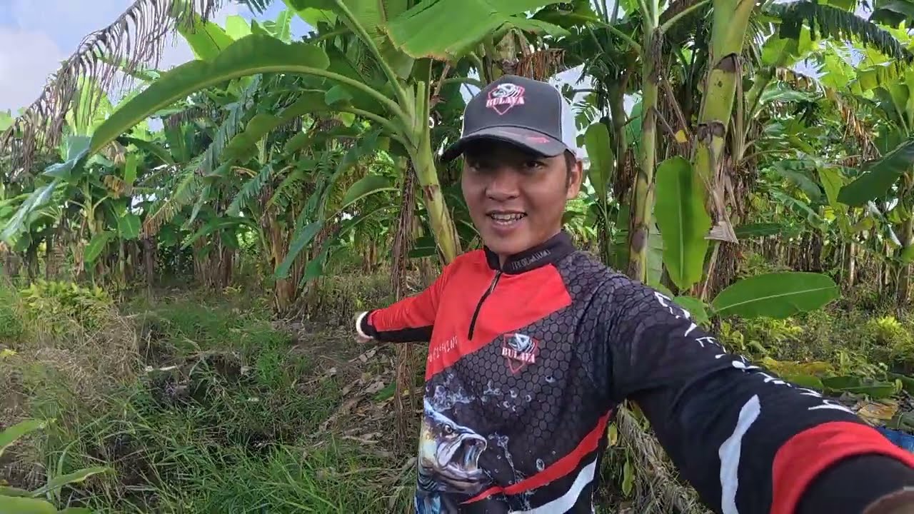 HÀNH TRÌNH CHỐNG MÓM TẬP 115 câu cá lóc bìa rừng u minh thượng đụng toàn hàng khủng