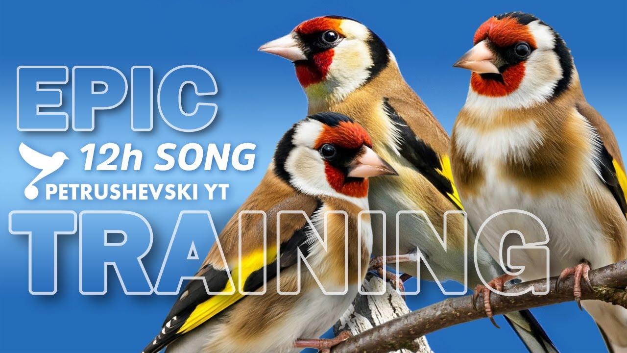 Goldfinch The Best Singing - 12h Training Song (Champion and Professor)