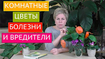 БОЛЕЗНИ И ВРЕДИТЕЛИ КОМНАТНЫХ РАСТЕНИЙ, МЕТОДЫ БОРЬБЫ С НИМИ! БОЛЬШОЙ ОБЗОР!