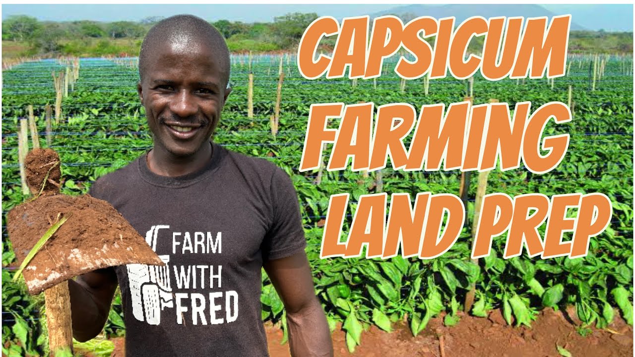 Open field green Capsicum/peppers farming land preparation . Trench