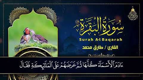 سورة البقرة كاملة طاردة للجن والشياطين والسحر في كل مكان, بصوت طارق محمد ، بدون اعلانات