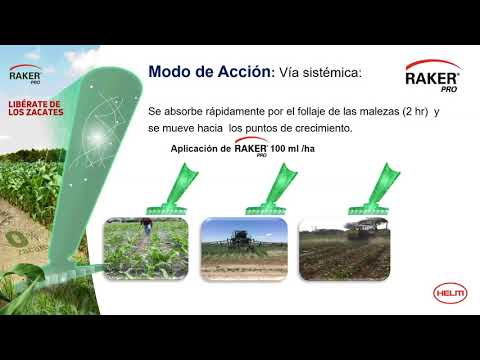 Video: Información post-emergente - Tipos de herbicidas post-emergentes