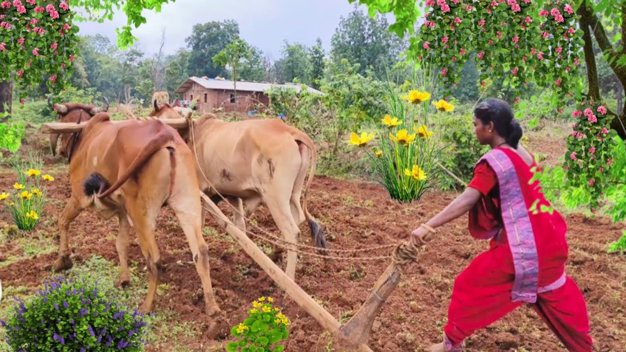 😱Second Day Plough Traning | Indian Girl Ploughing Fleld | #srekkavlogs #plough