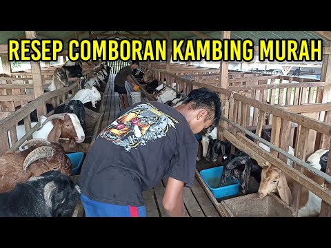 Comboran Kambing Boer