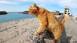 ライオンのような猫に誘われて、美しい海を見ながらお散歩してみた