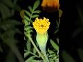 গাঁদা ফুল #tiktok #reels #flowers #গাঁদাফুল