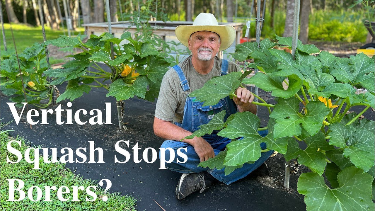 How I Grow Squash Vertically To Combat Squash Borers! YouTube