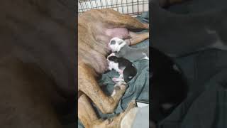 Newborn pitbull puppies