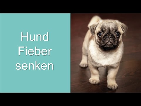 Video: Fiebersenkung bei Hunden