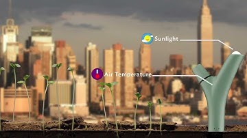 Parrot Flower Power: The smart sensor watching over your plants!