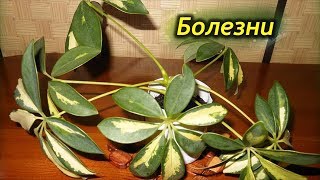 Как спасти шеффлеру. Болезни Шеффлеры и способы их лечения. Как спасти шеффлеру. Болезни Шеффлеры и способы их лечения.