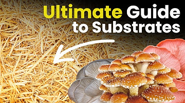 The Ultimate Guide to Mushroom Substrates! What is a Substrate?