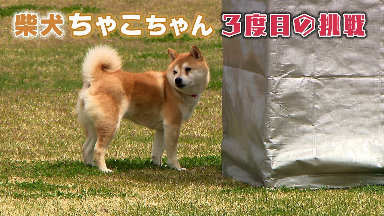 柴犬ちゃこちゃん 嘱託警察犬３度目の挑戦