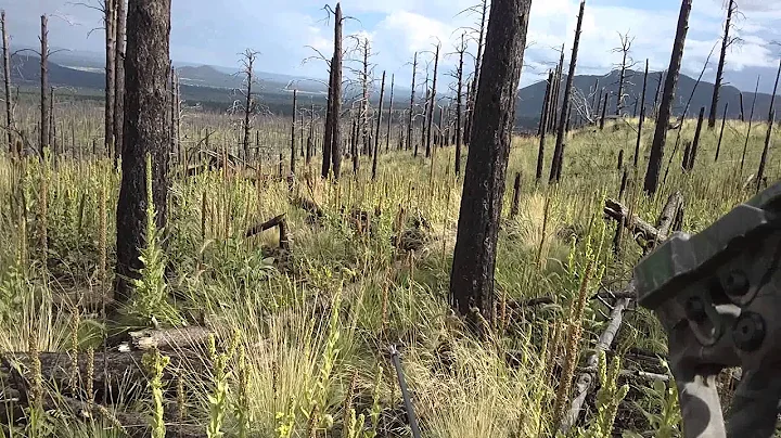 Archery deer hunt with Arizona Mountain Outfitters