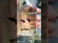 Full black big Ear Guppy .