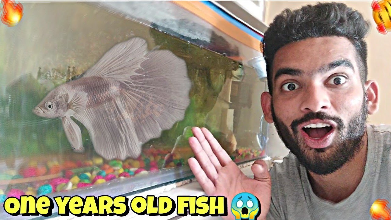 One years old fish in my home tank😱 YouTube