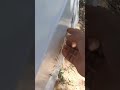 تنزيل طرد نحل من غصن شجرة الزيتون في كرتونة