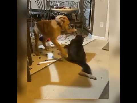 Cat vs dog #Fight #Animal #Shorts - YouTube