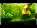 How to Get Rid of Aquarium Algae​ | Causes, Different Types, & Algae Eaters