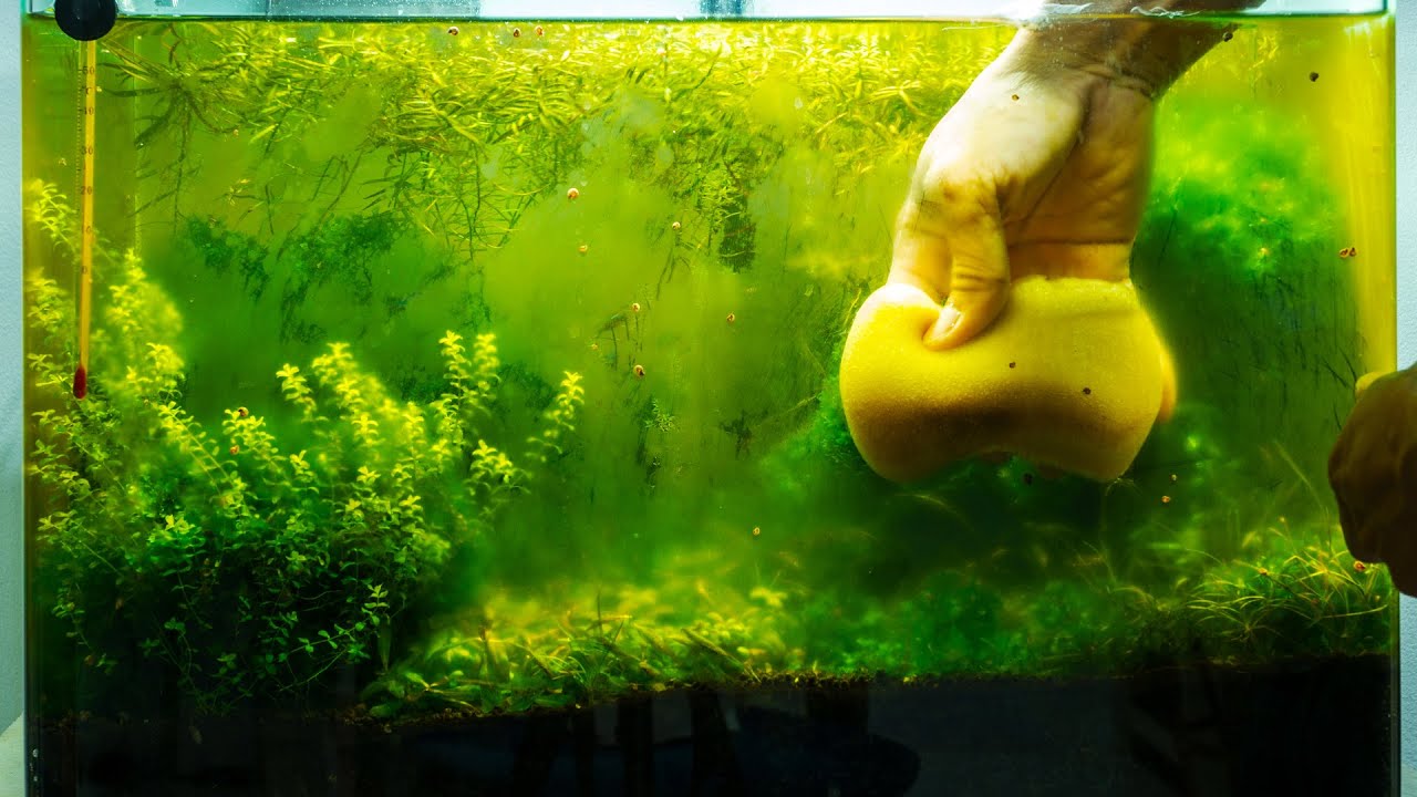 How To Get Rid Of Aquarium Algae Causes Different Types Algae 