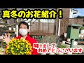 ◆【マーガレット】【ビオラ】【セネッティ】真冬のお花紹介！