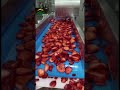 Sliced IQF Strawberry Production I 30 Seconds Video I Elite Produce 