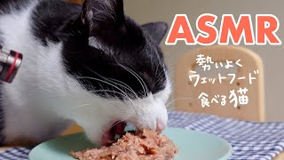 ASMR大好きなウェットフードを幸せそうに食べる猫【咀嚼音】#223
