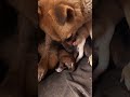 Puppy Fights for Mother Dog Love! You Won't Believe! 💖 #puppyadventures #cutepuppy #rescuedogs