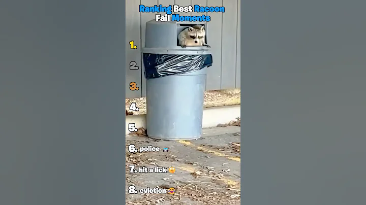 Ranking Best Raccoon Fail Moments