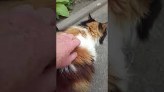 Чуча просит есть.Нет настроения.